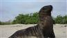 Galapagos d. 6. marts 2007: Søløveunge