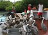 Galapagos, 6. marts 2007: Kunder på fiskemarkedet