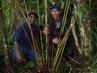 Billy Bau, skovbotaniker fra Papua Ny Guinea, og Axel Dalberg Poulsen ved en af de ubeskrevne ingefærarter, fundet flere steder i New Guineas bjergegne