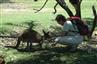 Perth, 21. november 2006: Lone Gram, DFU, fodrer en kænguru i Caversham Wildlife Park