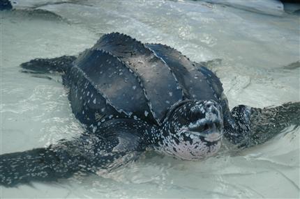 Den 29. september 2006 fangede Rikke Danø og Jesper Møller fra DMU som de første nogensinde en ung læderskildpadde, som de forsynede med en satellitsender