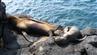 Galapagos d. 6.marts 2007: Søløver der slikker sol