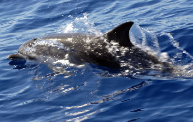 Delfiner kom helt tæt på båden. Her er det en plettet delfin.
