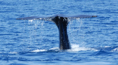 En ung kaskelot hval kom helt op på siden af vores båd.