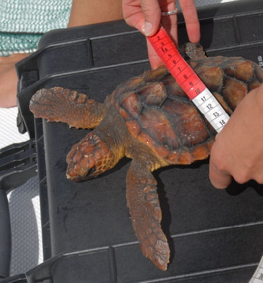Den lille uægte karette havskildpadde bliver opmålt - dens skjold er 17 cm langt og 17 cm bredt.