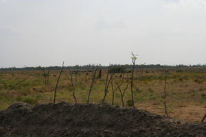 Tidligere rismarker, der nu bruges til græsning (foto I. Fihl Simonsen, aug. 2005)