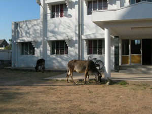Køer foran hotellet i Tranquebar