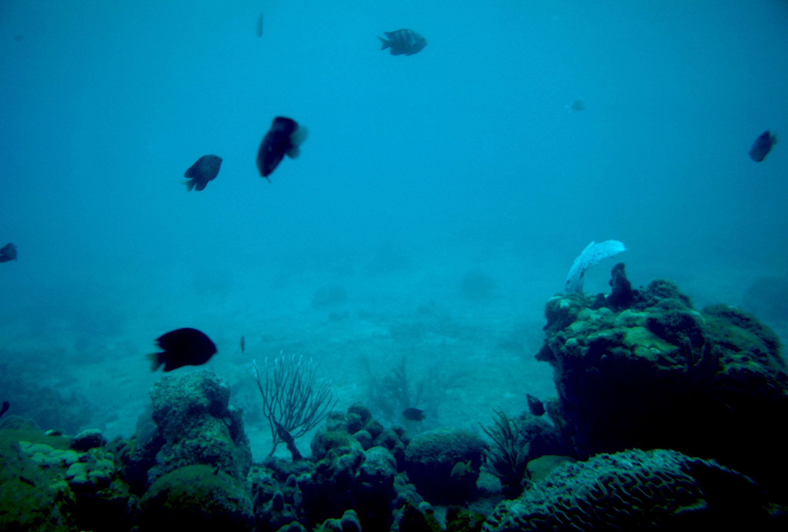 Coral Reef2, Virgin Islands.jpg