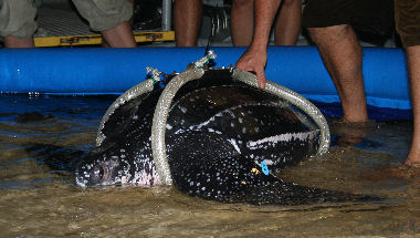 Læderskildpadde med harness