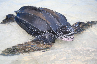 Læderskildpadde på dækket